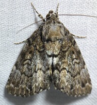 Allotria elonympha
