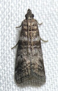 Sciota uvinella