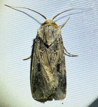 Feltia subterranea