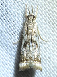 Microcrambus elegans