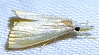 Haimbachia unidentified species