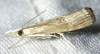 Parapediasia teterrellus