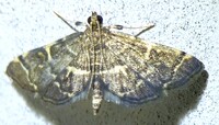 Anageshna primordialis