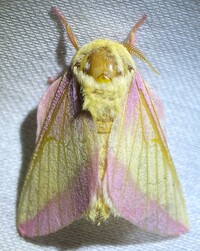 Dryocampa rubicunda