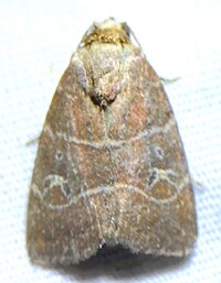 Elaphria grata