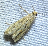 Bactra verutana