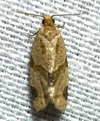 Clepsis peritana