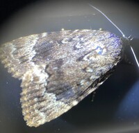 Amphipyra pyramidoides