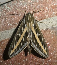 Hyles lineata