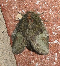 Cecrita guttivitta