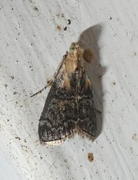 Pococera expandens
