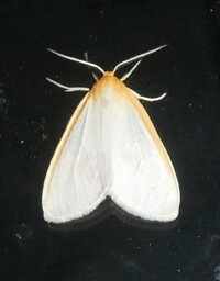 Cycnia tenera