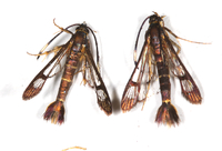 Carmenta bassiformis