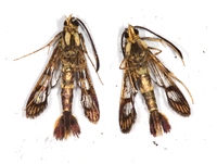 Carmenta bassiformis