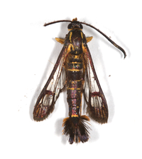 Carmenta bassiformis