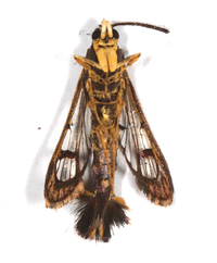 Carmenta bassiformis