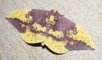 Eacles imperialis