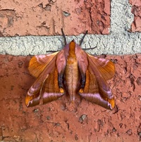 Paonias astylus