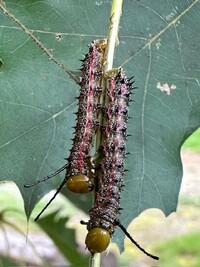 Anisota virginiensis