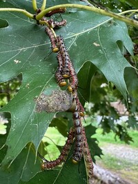 Anisota virginiensis