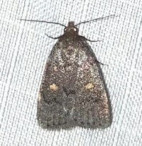 Idia diminuendis