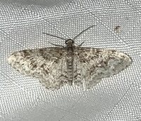 Hydrelia inornata