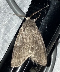 Lochmaeus manteo