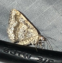Digrammia ocellinata