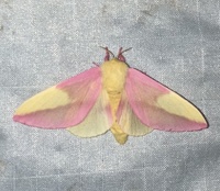 Dryocampa rubicunda