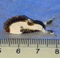 Eudryas grata