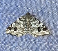 Macaria pinistrobata