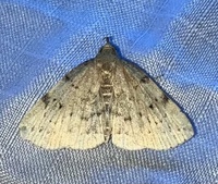 Zanclognatha lituralis