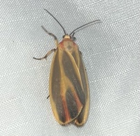 Hypoprepia fucosa