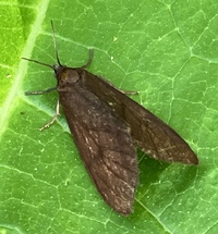 Virbia opella