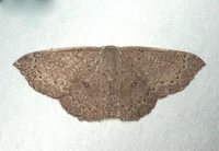 Cyclophora packardi