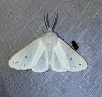 Spilosoma congrua