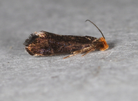 Tineidae unidentified species