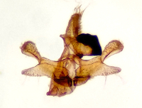 Tineidae unidentified species