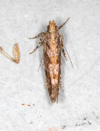 Aristotelia rubidella