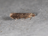 Untomia albistrigella