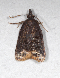 Platynota semiustana