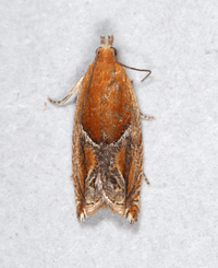 Ancylis comptana of authors