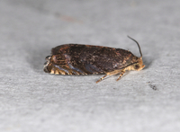 Cydia caryana