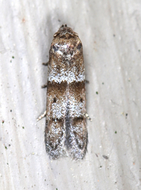 Blastobasis pulchella