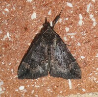 Hypena baltimoralis