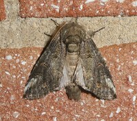 Heterocampa obliqua
