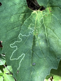 Phyllocnistis insignis