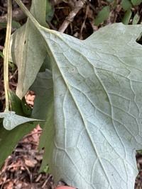 Phyllocnistis insignis