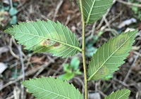 Cameraria ulmella