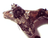 Pubitelphusa latifasciella